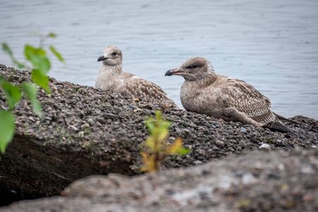 seagul nesting by the waterの写真素材