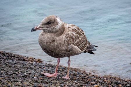 Seagull Standing calmly on the beachの写真素材