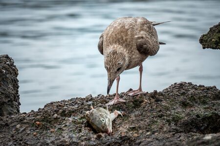 Seagull eating a fish head for food on a rockの写真素材