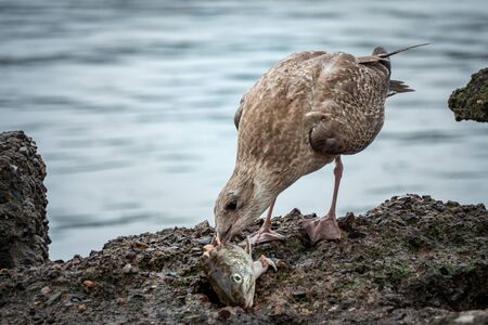 Seagull eating a fish head for food on a rockの写真素材