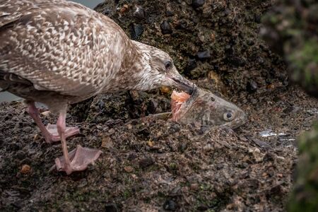 Seagull eating a fish head for food on a rockの写真素材