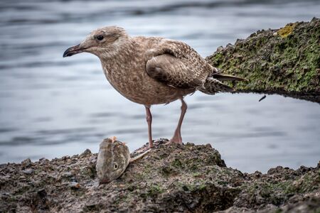 Seagull eating a fish head for food on a rockの写真素材