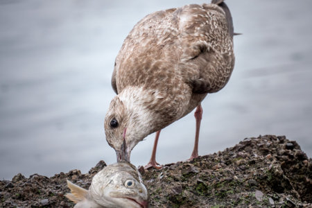 Seagull eating a fish head for food on a rock
