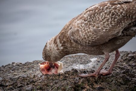 Seagull eating a fish head for food on a rockの写真素材