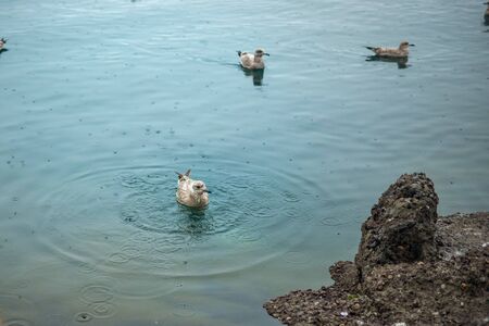 seagulls swimming around a dead fish head on the beachの写真素材