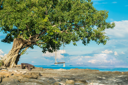 wooden swing board under the tree next to the beach at Phi Phi Islandの写真素材