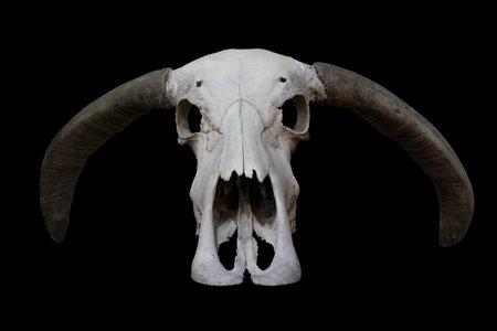 Buffalo skull isolated on black backgroundの写真素材