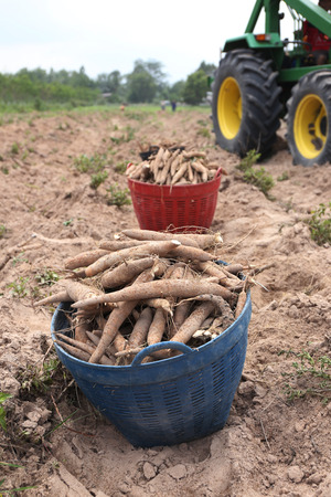 Thai rancher collect cassava, pouring them into basketの写真素材