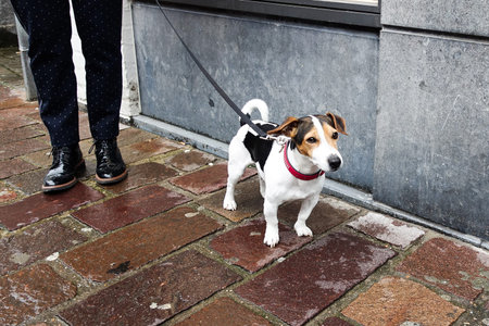 A dog on leash curiously staring at its surrounding Walking the dog on rainy day