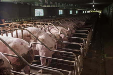 Pigs in stables, dirty pig farm in dark environmentの写真素材