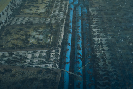 Raising crickets in farm, photography shooting through net cover the containerの写真素材