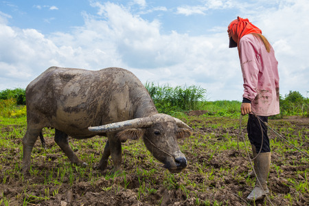 Thai buffalo covered in mud eating grass in the fieldの写真素材
