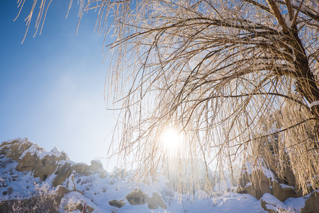 Sun rise shines through leafless tree in winter with a lot of snowの写真素材