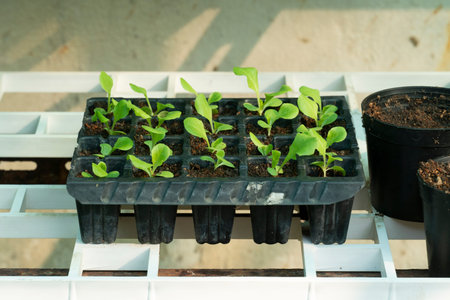 Planting seedling in small black plastic container