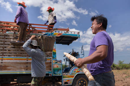 Korat, Thailand- 21 May 2018. Thai farmer collecting cassava from his land with his worker loading cassava on to the truck.のeditorial素材