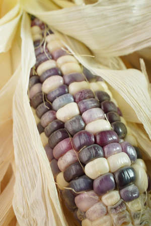 Purple corn on sack and wooden table with black backgroundの写真素材
