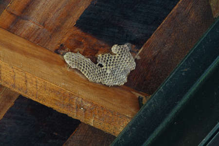 Dried behive stick on the wooden ceilingの写真素材