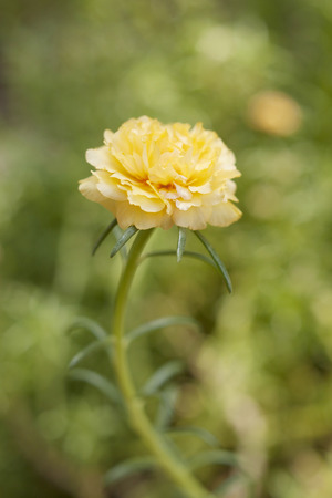  Flower in the morning の写真素材