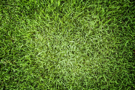 Green grass texture backgroundの写真素材