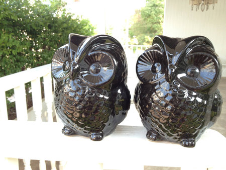 Owl coupleの写真素材