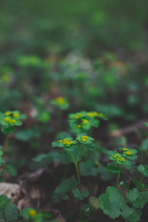 Chrysosplenium alternifolium blooms in the wild