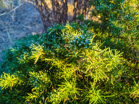 blue on the leaves. white snow on green leaves. frost on the leaves.