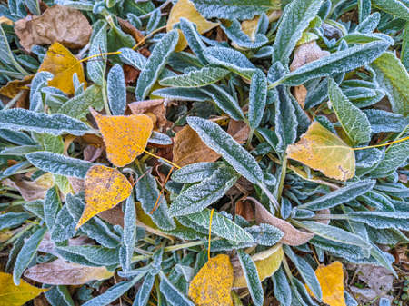 blue on the leaves. white snow on green leaves. frost on the leaves.の写真素材