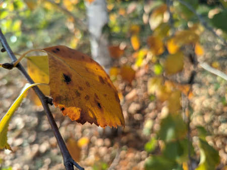 yellow birch leaves. bright autumn leaves. birch and sun. birch branches and yellow autumn leavesの写真素材