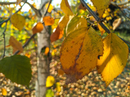yellow birch leaves. bright autumn leaves. birch and sun. birch branches and yellow autumn leavesの写真素材