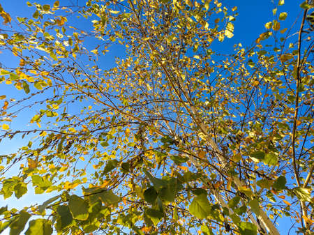 yellow birch leaves. bright autumn leaves. birch and sun. birch branches and yellow autumn leavesの写真素材