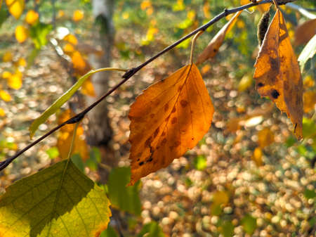 yellow birch leaves. bright autumn leaves. birch and sun. birch branches and yellow autumn leavesの写真素材