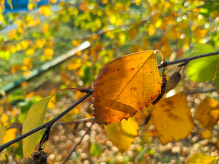 yellow birch leaves. bright autumn leaves. birch and sun. birch branches and yellow autumn leavesの写真素材