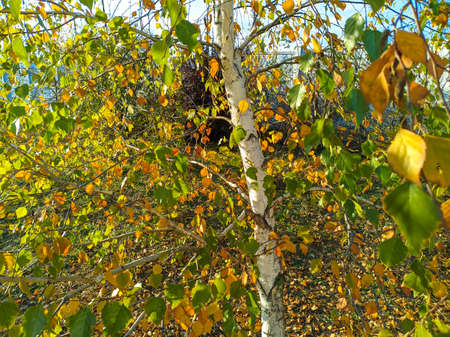 yellow birch leaves. bright autumn leaves. birch and sun. birch branches and yellow autumn leavesの写真素材