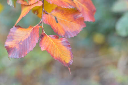 colorful leaves on the branches. bright autumn nature. yellow and orange trees. last autumn leavesの写真素材