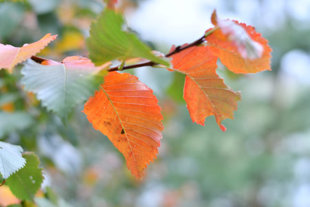 colorful leaves on the branches. bright autumn nature. yellow and orange trees. last autumn leaves