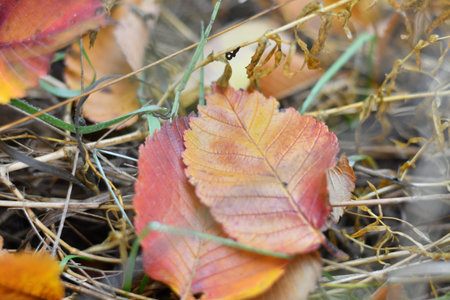 colorful leaves on the branches. bright autumn nature. yellow and orange trees. last autumn leaves