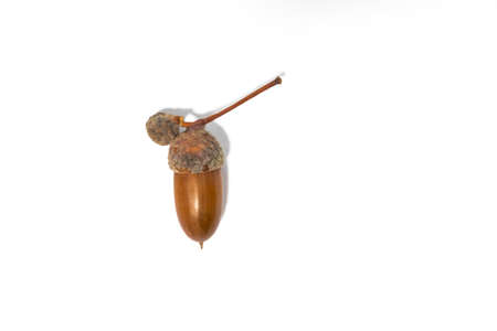 autumn bouquet. autumn background. screensaver autumn. beautiful colored leaves. yellow autumn leaves on a white background.の写真素材