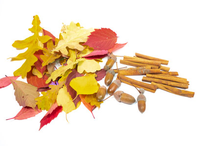 autumn bouquet. autumn background. screensaver autumn. beautiful colored leaves. yellow autumn leaves on a white background.の写真素材