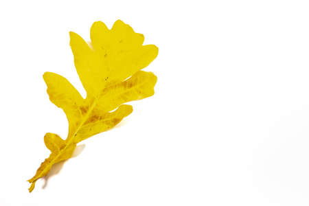 autumn bouquet. autumn background. screensaver autumn. beautiful colored leaves. yellow autumn leaves on a white background.の写真素材