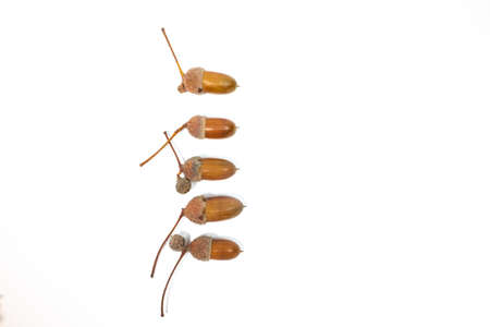 autumn bouquet. autumn background. screensaver autumn. beautiful colored leaves. yellow autumn leaves on a white background.の写真素材