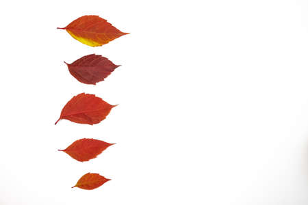 autumn bouquet. autumn background. screensaver autumn. beautiful colored leaves. yellow autumn leaves on a white background.の写真素材