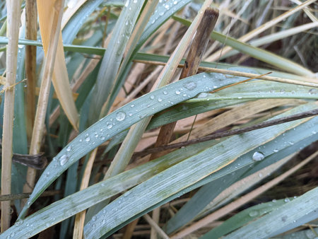 dew drops on the grass. large drops on the grass. grass after rain. melted ice is not green grass