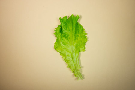 greenery. parsley. salad. Dill. Dill and parsley. greenery. Dill, parsley background. Green on...