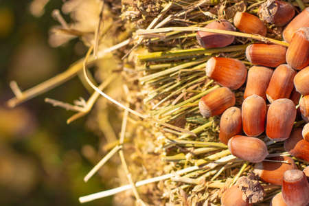 hazelnuts. Hazelnuts, filbert in a sack bag on a wooden background. Hazelnut background, healthy food. Hazelnut nut health organic brown filbert autumn background concept. Food background.の写真素材