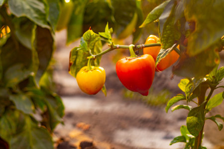 Bell pepper. colorful vegetables and peas, yellow, green and red bell pepper. growing bell pepper in a farmer's fieldの写真素材