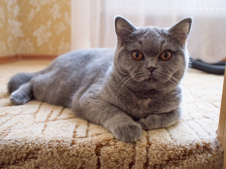 gray british cat. cat eyes and muzzle. the cat is resting. paws, whiskers and tails. wool. An adult tabby cat lies on its paw on a blue sofa. Portrait of a beautiful gray British Shorthair cat.の写真素材