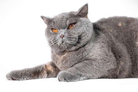 gray british cat. cat eyes and muzzle. the cat is resting. paws, whiskers and tails. wool. An adult tabby cat lies on its paw on a blue sofa. Portrait of a beautiful gray British Shorthair cat.の写真素材