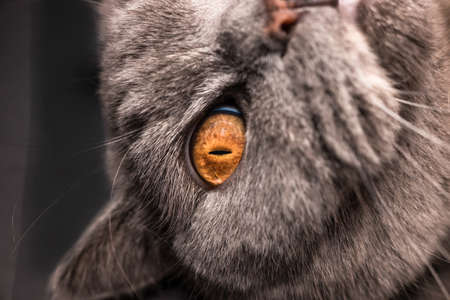 gray british cat. cat eyes and muzzle. the cat is resting. paws, whiskers andの写真素材