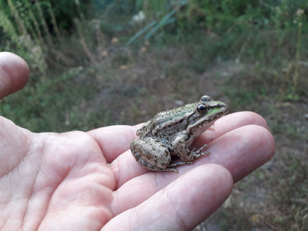 little green frog. frog on hand.の写真素材