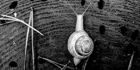 beautiful little nails. Black snail close-up, little snail, snail on green grass. Beautiful spiral snail shells, one in the background, one blurred in the front.の写真素材